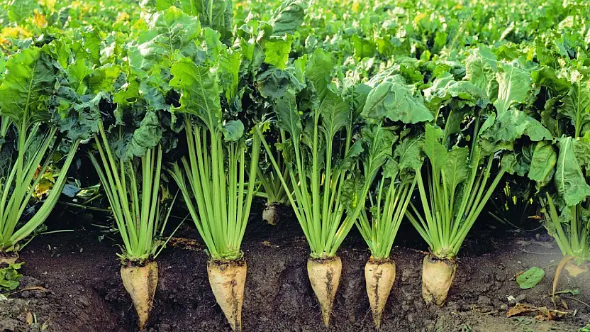 Üretimde tarihi zirve! Konya, şekere doyacak