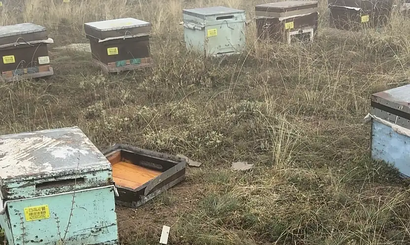 Ayı kovanları dağıttı, arıcının tepkisi şaşırttı! 'Ye oğlum, ye aslanım'