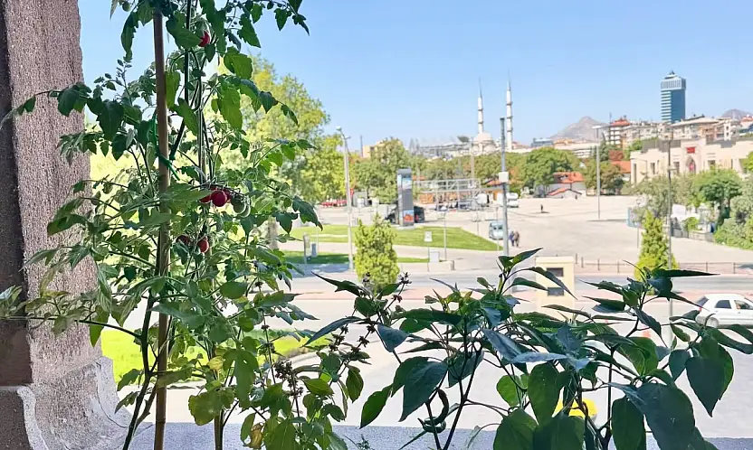 Başkan Altay mahsulleri topladı: Konyalılardan fotoğraf istedi!