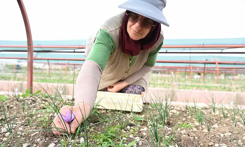 Başkan Altay müjdeyi verdi: Çiftçimize alternatif gelir kapısı açıyoruz!