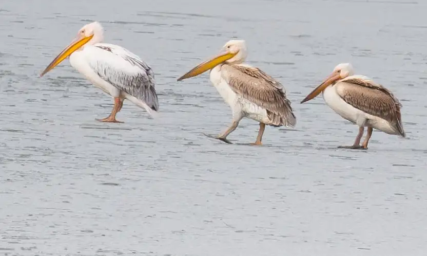 Göl dondu, pelikanlar gitmedi: Beyşehir'de görülmemiş manzara!