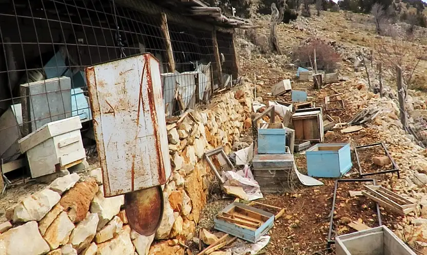 Konya'da ayı alarmı! Arıcılar yardım istedi