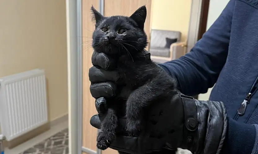 Konya'da bacaya giren kedi için 6 saatlik seferberlik