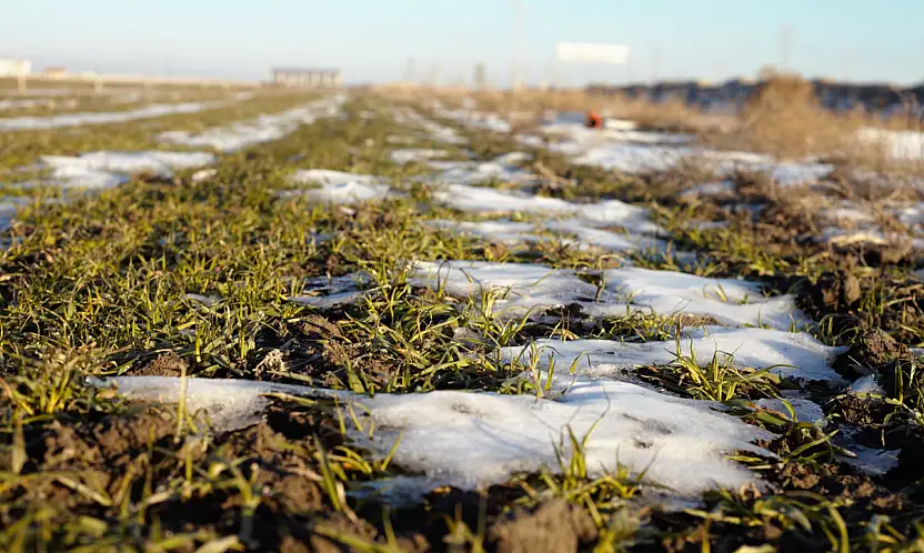 Konya'da hububat üreticisinin gözü havada: Tarlalar kar örtüsü bekliyor!