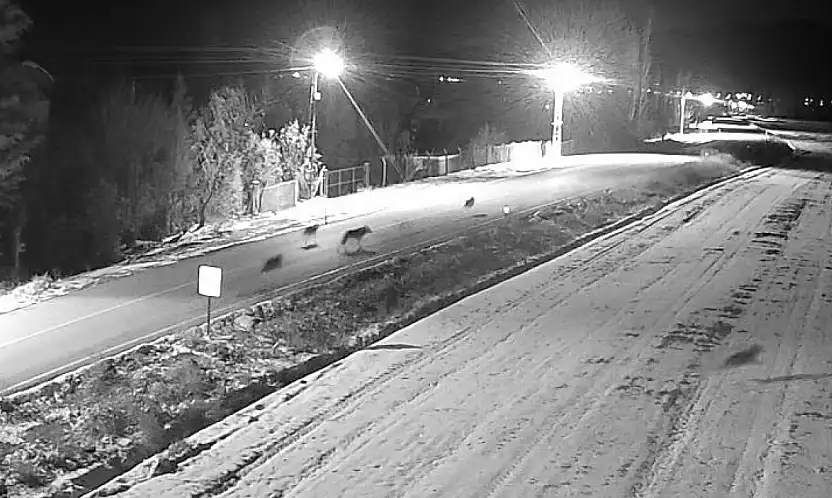 Konya'da 'kurt istilası!' Sürü halinde görüntülendiler!