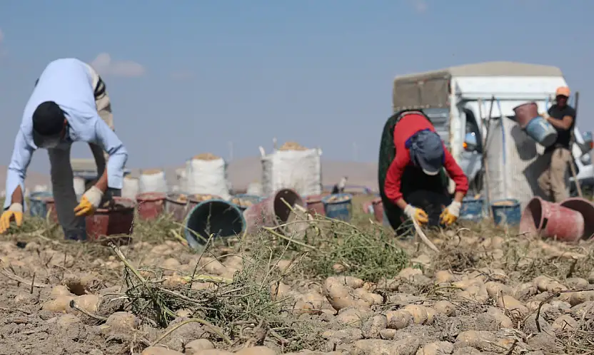 Konya'da patates için yeni dönem! Gözler yerli tohuma çevrildi