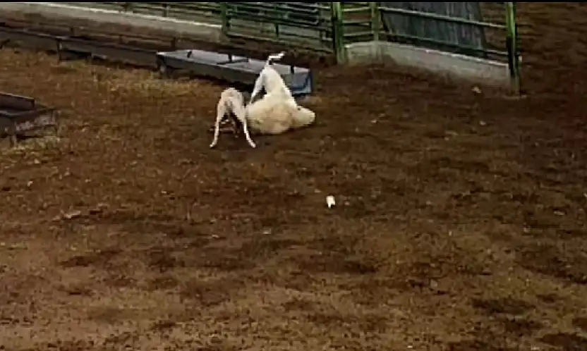 Konya'da sokak köpekleri ağıla daldı! Dehşet veren anlar kamerada...