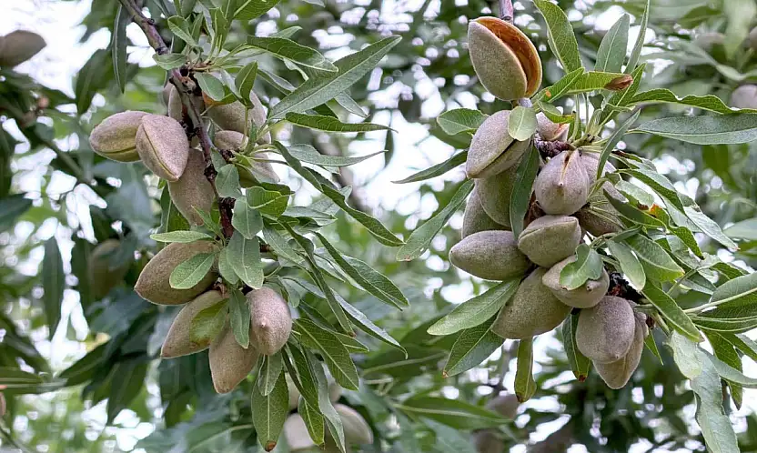 Konya'da üreticinin yüzü güldü: Alternatif arıyorlardı çözümü bademde buldular!