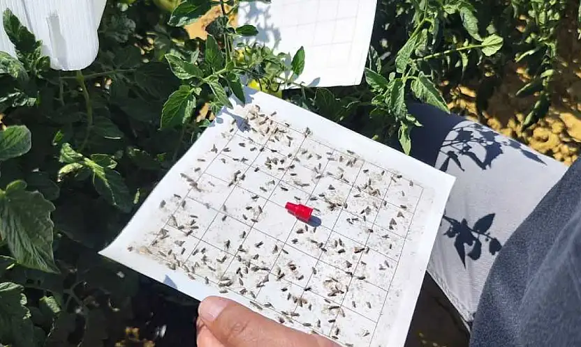 Konya'da ürünler mercek altında: Hasat öncesi pestisit testi yapılıyor!