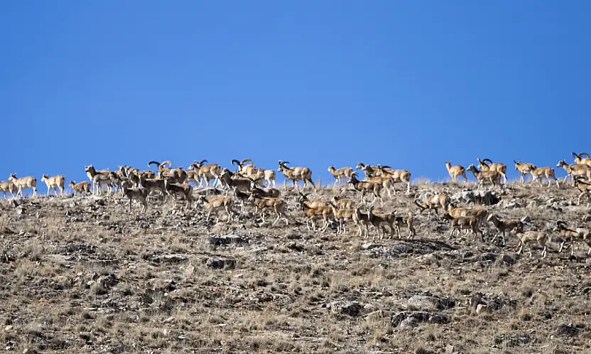 Konya'da yok olmaktan kurtarıldılar: Sayıları 770'i buldu!