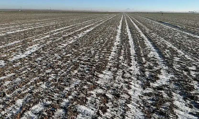 Konya'daki buğday tarlalarında kar örtüsü endişesi