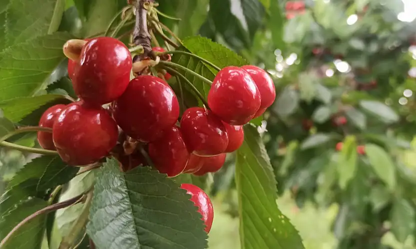 Konya'nın kırmızı altınını geçen yıl don vurmuştu, bu yıl 30 bin ton bekleniyor!
