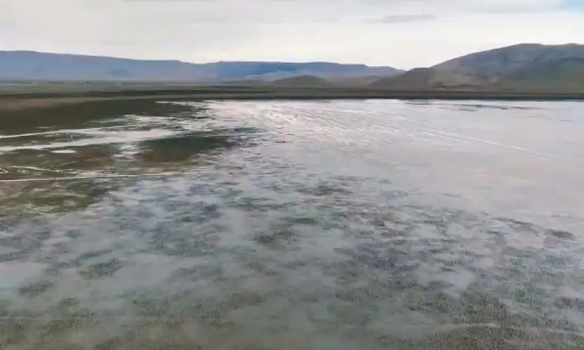 Konya'nın kuş cennetinde mucize! Uzun zaman sonra yeniden...