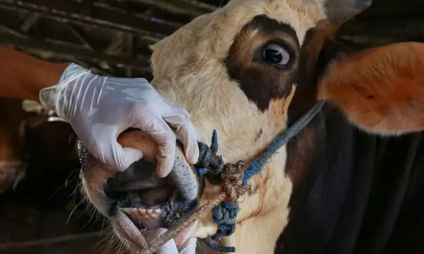 Konyalı yetiştiricilere kritik şap uyarısı: Yeni varyanta dikkat!