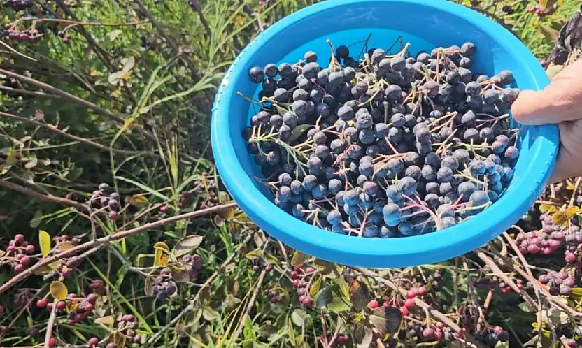 Şifa deposu ürün Konya'da yetişiyor, ülkeye yayılıyor!