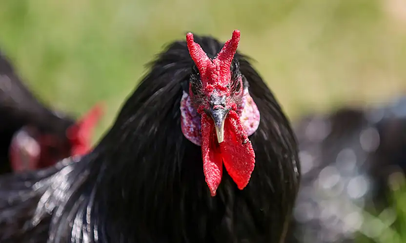Sinop'un efsanesi Konya'da koruma altında! Güneşte renk değiştiriyor