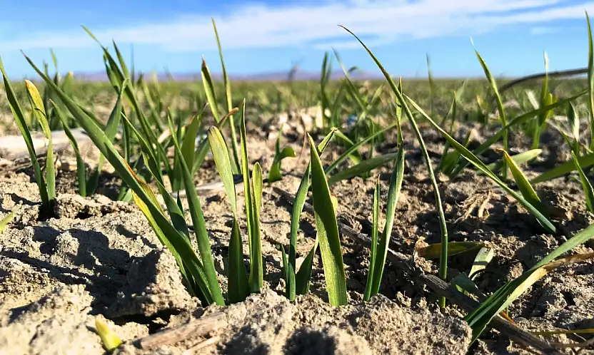 Tahıl ambarında su stresi kapıda! Konya Ovası kar yağışına muhtaç!
