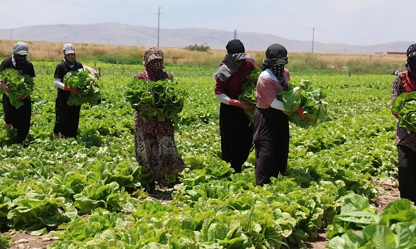 Tarlada 5, markette 50 lira! Konyalı üretici feryat etti...