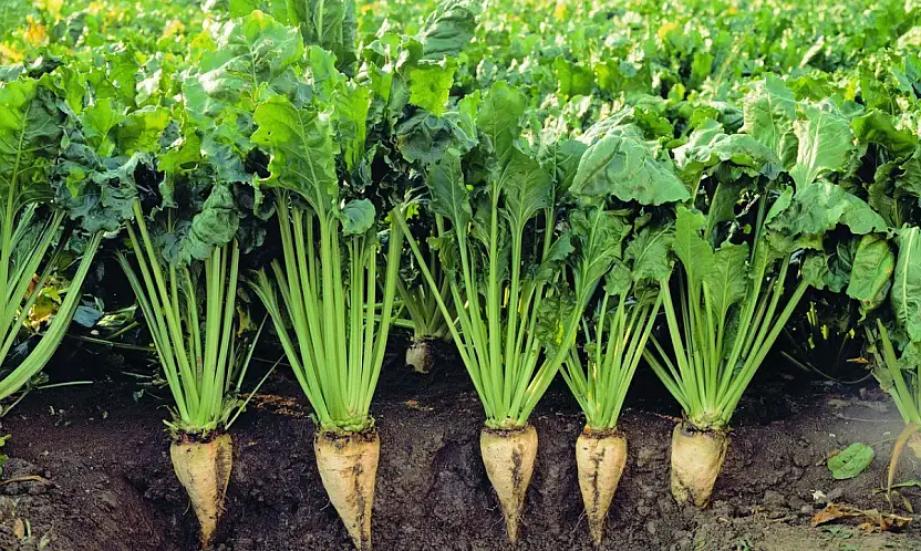 Üretimde tarihi zirve! Konya, şekere doyacak