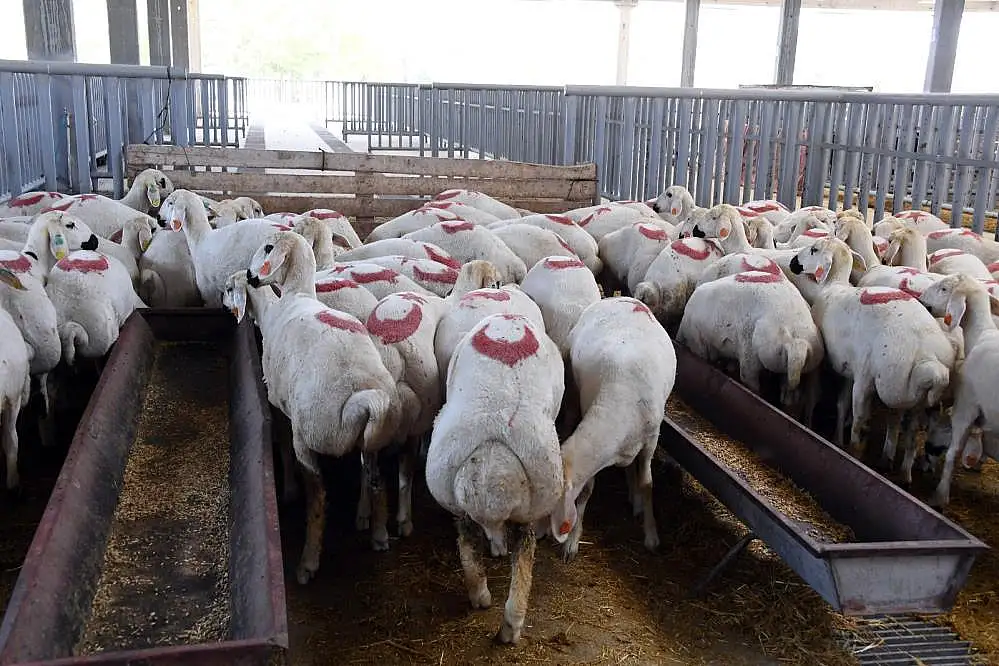 Haber